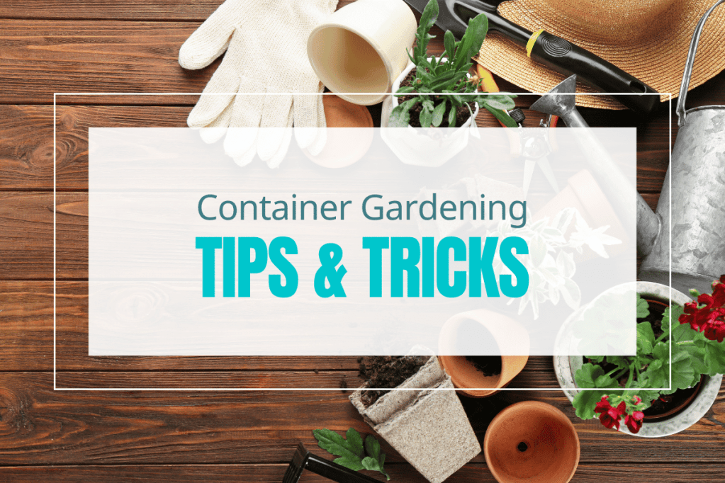 Container Gardening Tips &&nbsp;Tricks